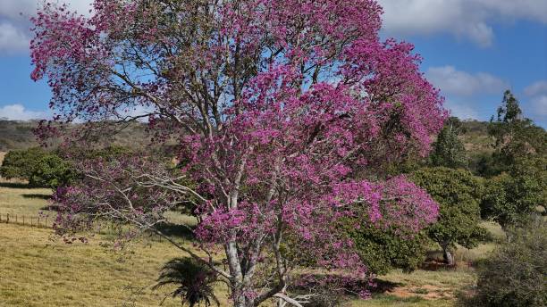 istock Purple Ipe - Handroanthus impetiginosus 2185227019