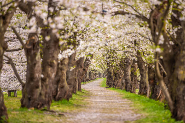 Cherry blossom trees in Kakunodate, Akita Prefecture