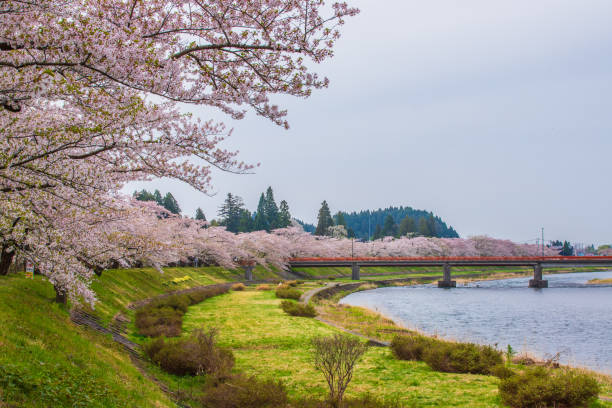 istock Cherry blossom trees in Kakunodate, Akita Prefecture 2185228404