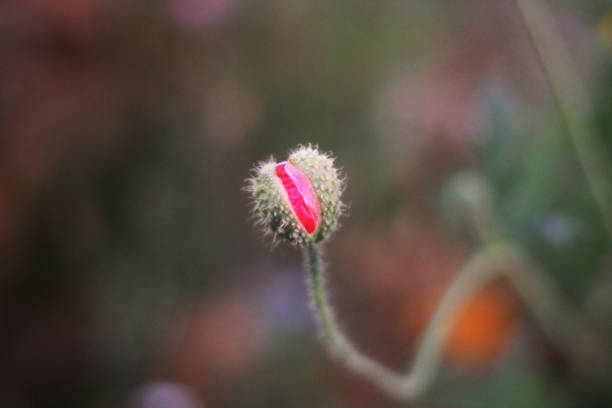 A little poppy bud trying to bloom