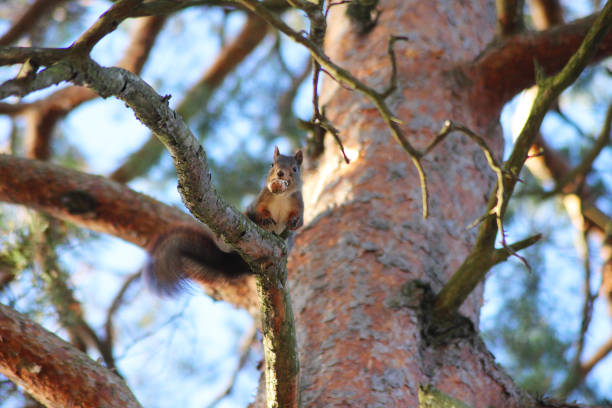 A little cute red squirrel with a nut in it’s mouth