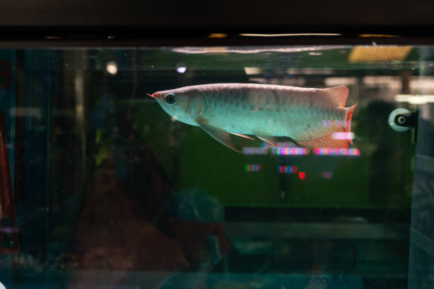 istock Asian arowana fish in the fish tank 2185229533