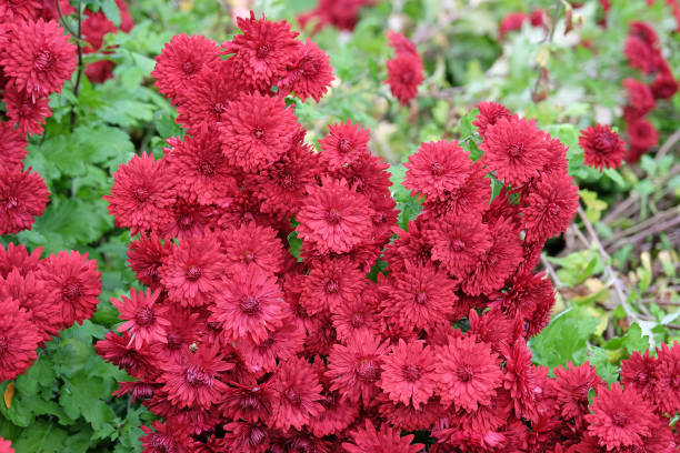 istock Bright red chrysanthemum Ruby Mound , also known as mums or chrysanths in flower. 2185230176