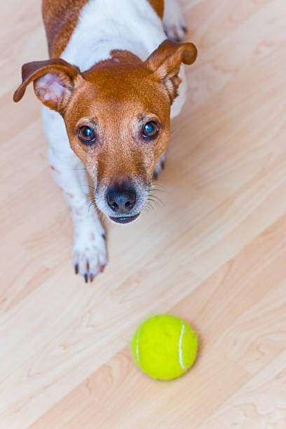 istock Jack Russell Terrier wants to play ball 2185231772