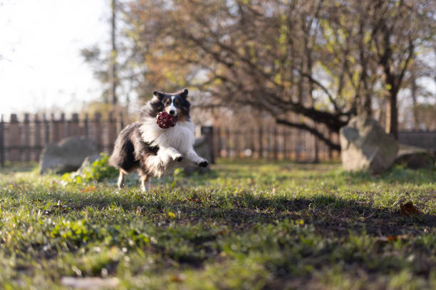 Portrait of brown and white Border Collie in Heather blossoms