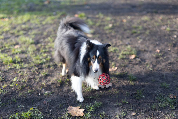 Cute shetland sheepdog sitting hiding between trees covered with moss in a green surrounding