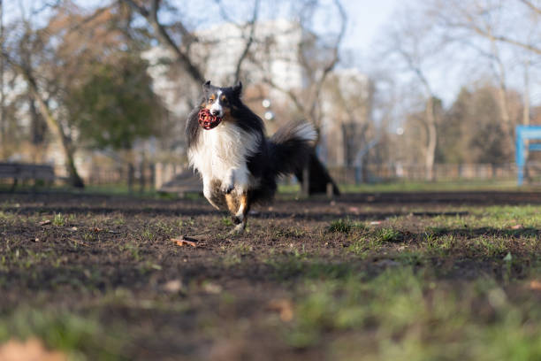 Shetland Sheepdog in the green meadow