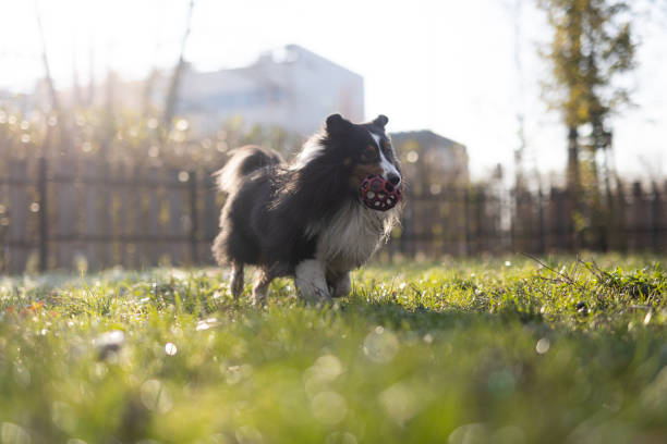 Shetland Sheepdog play red ball on dog run. Dog run near located the student campus.Cracow.