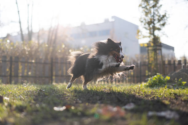 istock Sheltie Sheep Dog play Ball on Dog Run 2185234681
