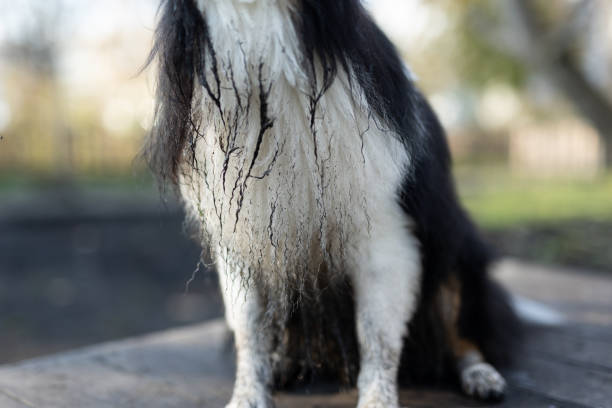 Shetland Sheepdog on dog run. Dog run near located the student campus.Cracow.
