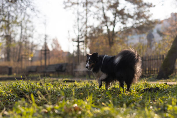 Shetland sheepdog sitting between colorful autumn leaves  during a sunny autumn day