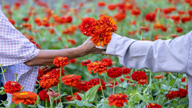 istock Farmer and florist is working in the farm while cutting zinnia flowers using secateurs for cut flower business in the farm for agriculture industry 2185236088