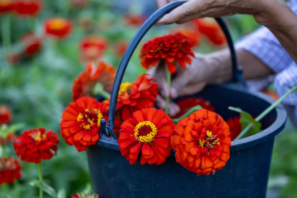 istock Farmer and florist is working in the farm while cutting zinnia flowers using secateurs for cut flower business in the farm for agriculture industry 2185236090