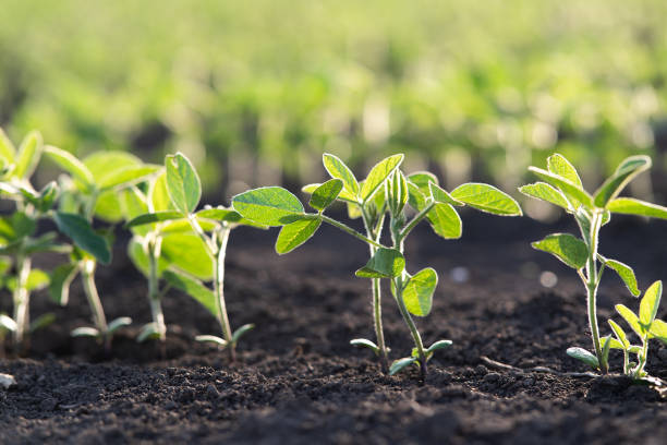 istock Close up of the soy bean plant 2185237375