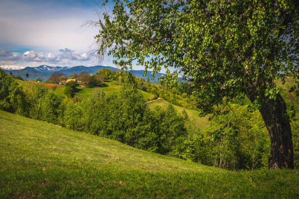 Wonderful spring rural scenery and green grassland on the slope, Fagaras mountains in background, Holbav, Romania, Europe