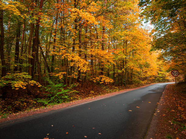 istock Black asphalt road and multicolored forest in autumn 2185238723