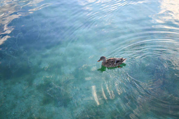 Lake Garda, Trentino