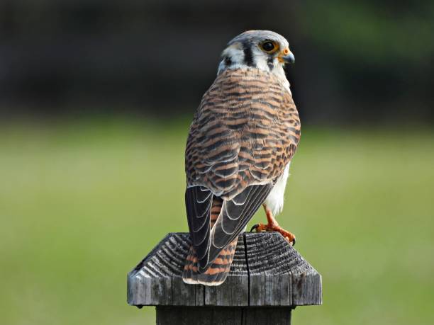 istock American Kestrel (Falco sparverius) - perched on a wood post 2185239739