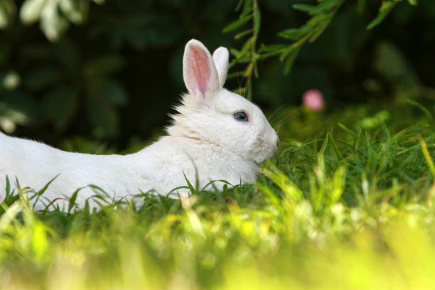 Free picture: Adorable albino white rabbit on grass
