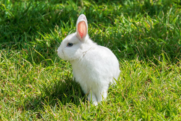 istock domestic white rabbit in the garden eating green grass 2185240212