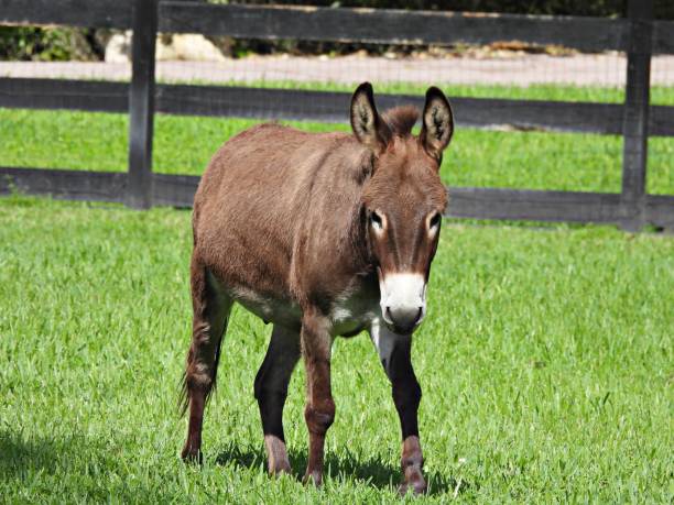 istock Donkey (Equus africanus asinus) - walking in the pasture 2185241485