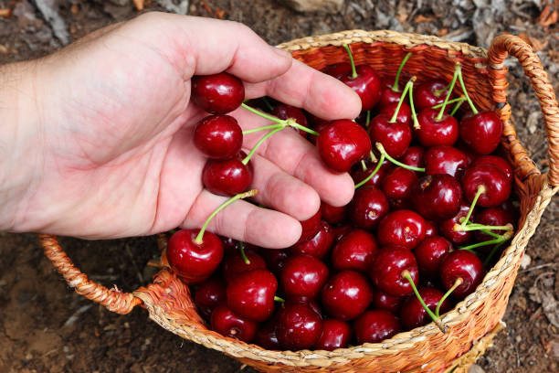 istock Red sweet cherry in a basket. Man's hand pick ripe berries 2185241867