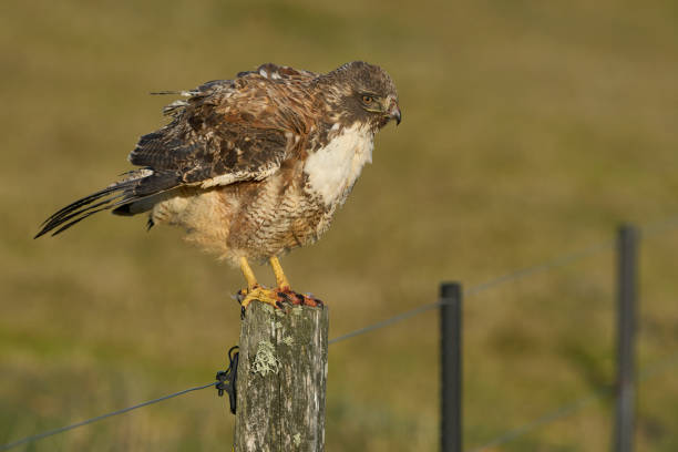 Variable Hawk (Buteo polyosoma) perched on a fence post on Bleaker Island in the Falkland Islands