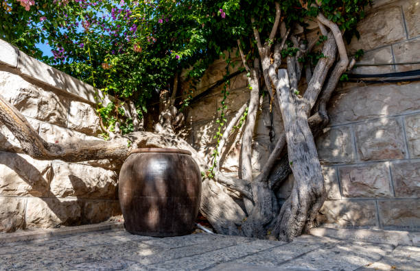 Garden at the foot of the Mount of Olives in East Jerusalem, where Jesus was arrested before his crucifixion