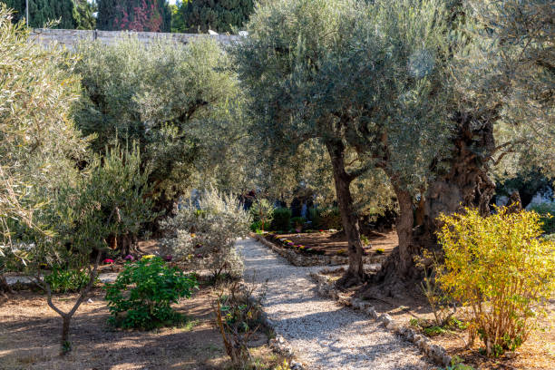 istock Pathway and ancient olive trees in the Garden of Gethsemane 2185243504