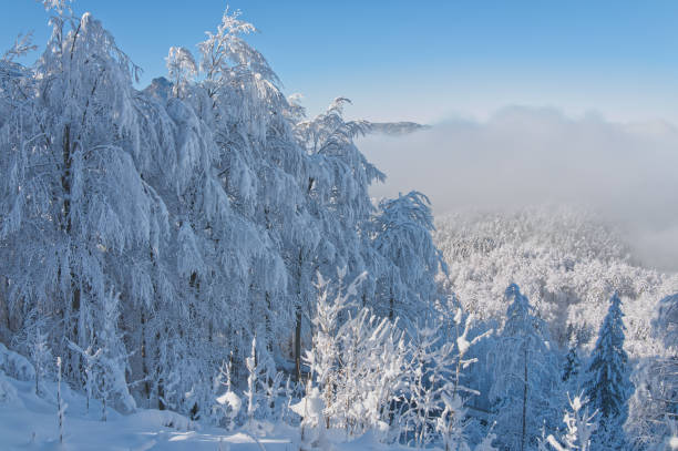Snow covered trees in a winter landscape in Bavaria near the Alps
