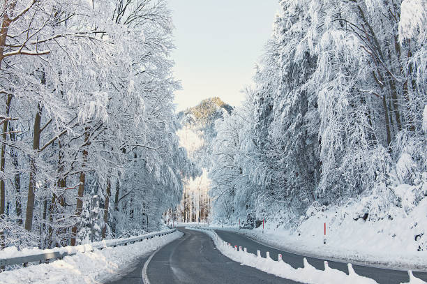 Snow covered trees in a winter landscape in Bavaria near the Alps