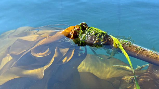 Large strands in a kelp forest