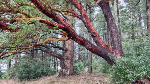 Madrona tree in a park, Victoria, BC