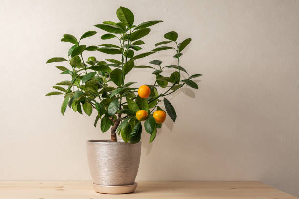 Houseplant Tangerine tree with small orange fruits in a pot on rustic background. Bonsai