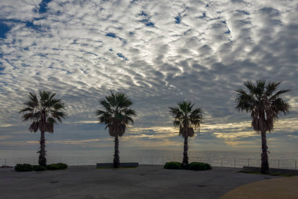 Part of the seafront with row of several fan palms on a background of the sea and sky with clouds in overcast morning backlit