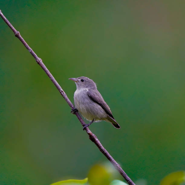 istock Plain Flowerpecker Perched on a Branch in a Serene Natural Setting 2185244102