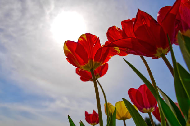 Tulips with boldly colored cup-shaped flowers against the blue sky