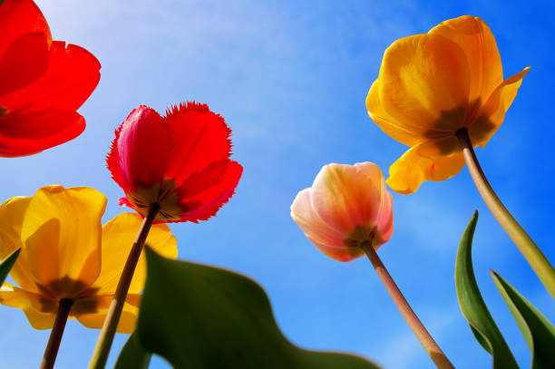 Tulips with boldly colored cup-shaped flowers against the blue sky