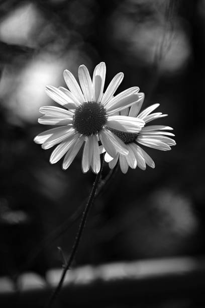 istock Black and white close up of two daisies 2185244751