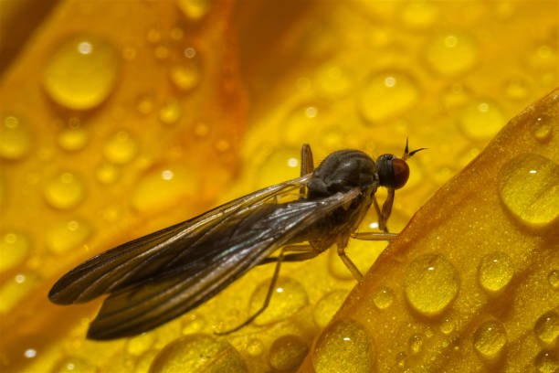 istock Ultra macro of a mosquito on a flower 2185244780