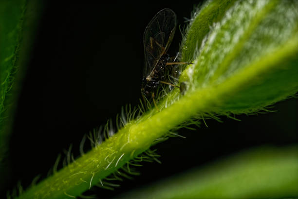 Aphid on a green leaf, giving birth to young aphids