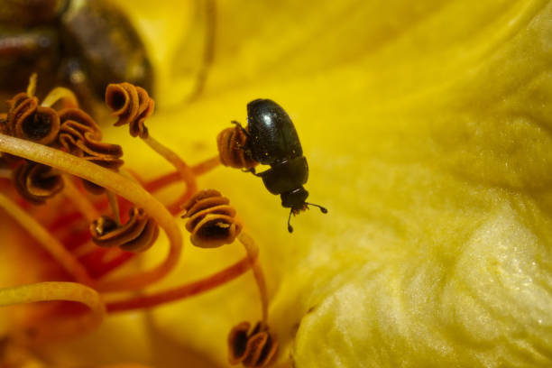 dung beetle  on a sepal inside of a flower against the yellow petals