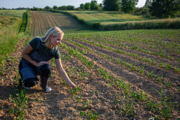 istock Tending the Fields: Woman Farmer Caring for Crops on Sunny Day and touching a soil 2185246059