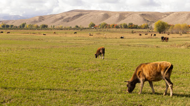 istock cattle live in meadow of kyrgyzstan 2185249061