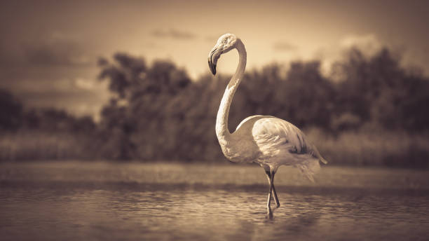 A close-up profile picture of a flamingo (Phoenicopteridae) wading through water in the Camargue, sepia coloured, monochrome, 16:9
