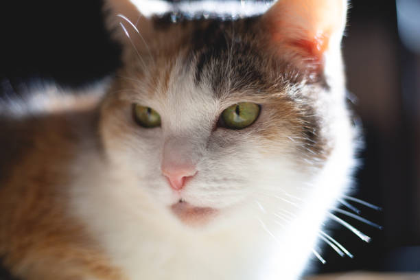 istock Beautiful red cat close up 2185249725