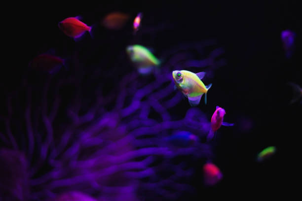 small multi-colored fish swim in the aquarium