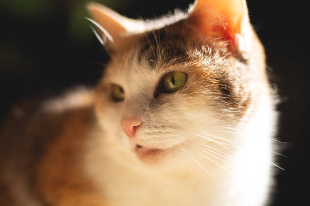istock Beautiful red cat close up 2185249760