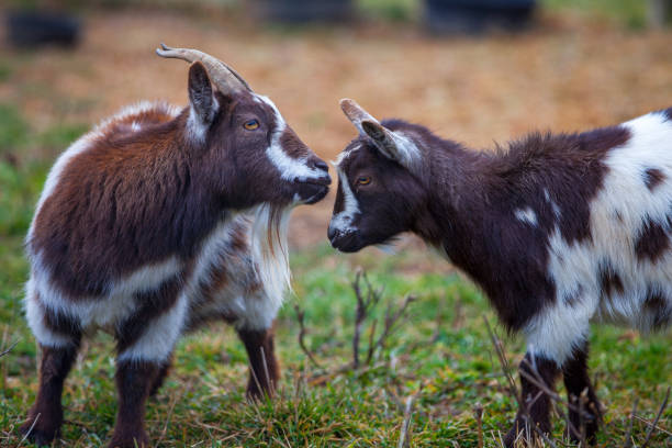istock Two Goats Facing Each Other on a Rural Farm 2185250664