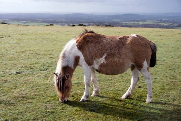 Shetland pony in Eastbourne